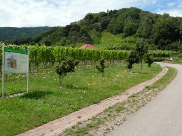 Die Weinbergsböden von St. Martin