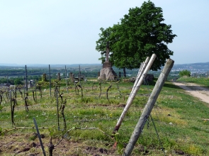 Blick vom Rothenberg auf Geisenheim