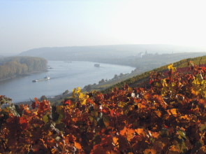 Blick auf den Roten Hang in Nierstein