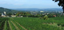 Zum Weinlehrpfad Bingen-B&uuml;desheim