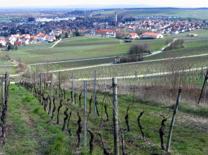 Blick auf Bodenheim