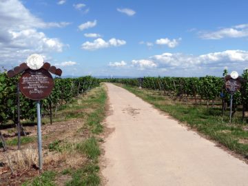 Rebsortentafeln Dornfelder und Rul&auml;nder