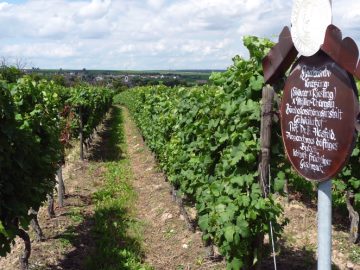 Rebsortentafel Bacchusrebe