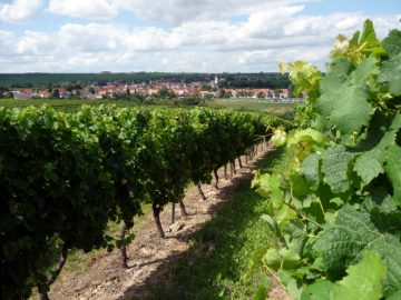 Blick auf Nieder-Fl&ouml;rsheim