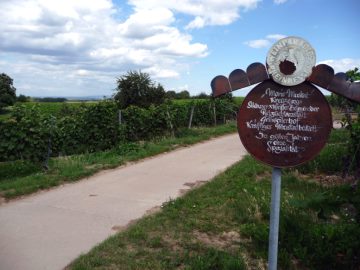 Rebsortentafel Morio-Muskat