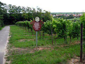 Rebsortentafel M&uuml;ller-Thurgau