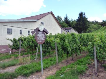 Rebsortentafel Siegerrebe