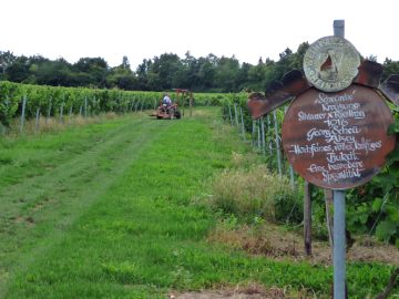 Rebsortentafel Scheurebe