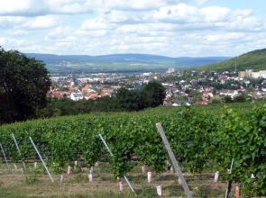 Blick auf Gau-Algesheim