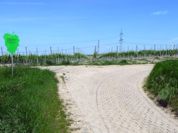 Tafel Blauer Frühburgunder