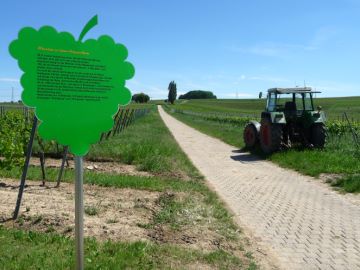 Tafel Weinbau in Gau-Heppenheim