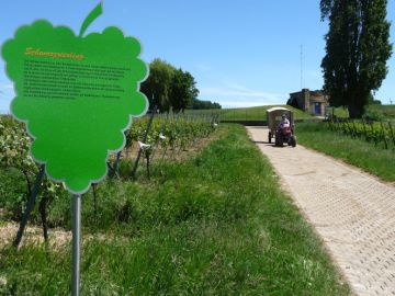 Tafel Schwarzriesling