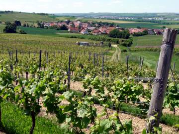 Blick auf Gau-Heppenheim