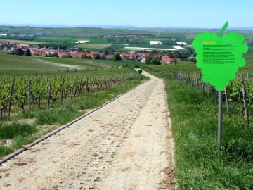 Tafel M&uuml;ller-Thurgau