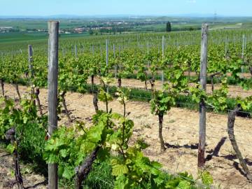 Rheinhessisches H&uuml;gelland