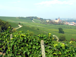 Blick auf Oppenheim