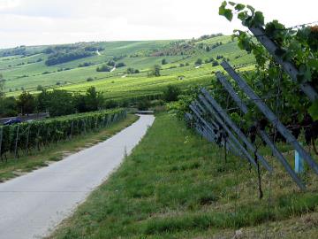 Oppenheimer Weinberge