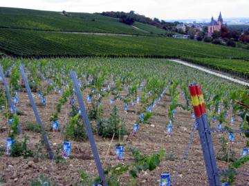 Leuchtturm im Rebenmeer