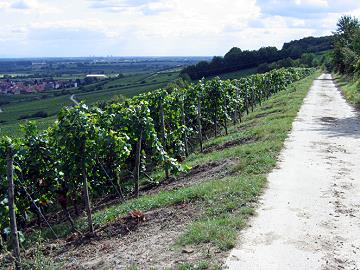 Blick Richtung Dienheim