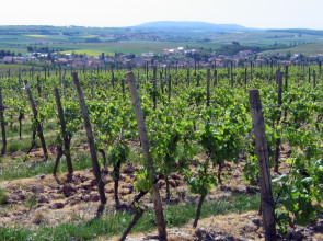 Blick auf Weinheim