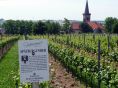 Zum Weinlehrpfad Worms-Pfeddersheim