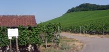 Zum Weinlehrpfad Heppenheim