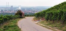 Zum Weinlehrpfad Neckarsulm