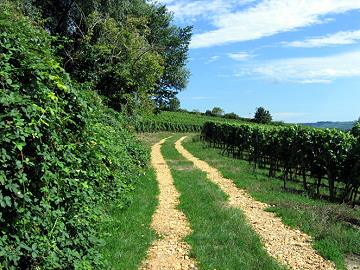 Hattenheimer Brunnenweg